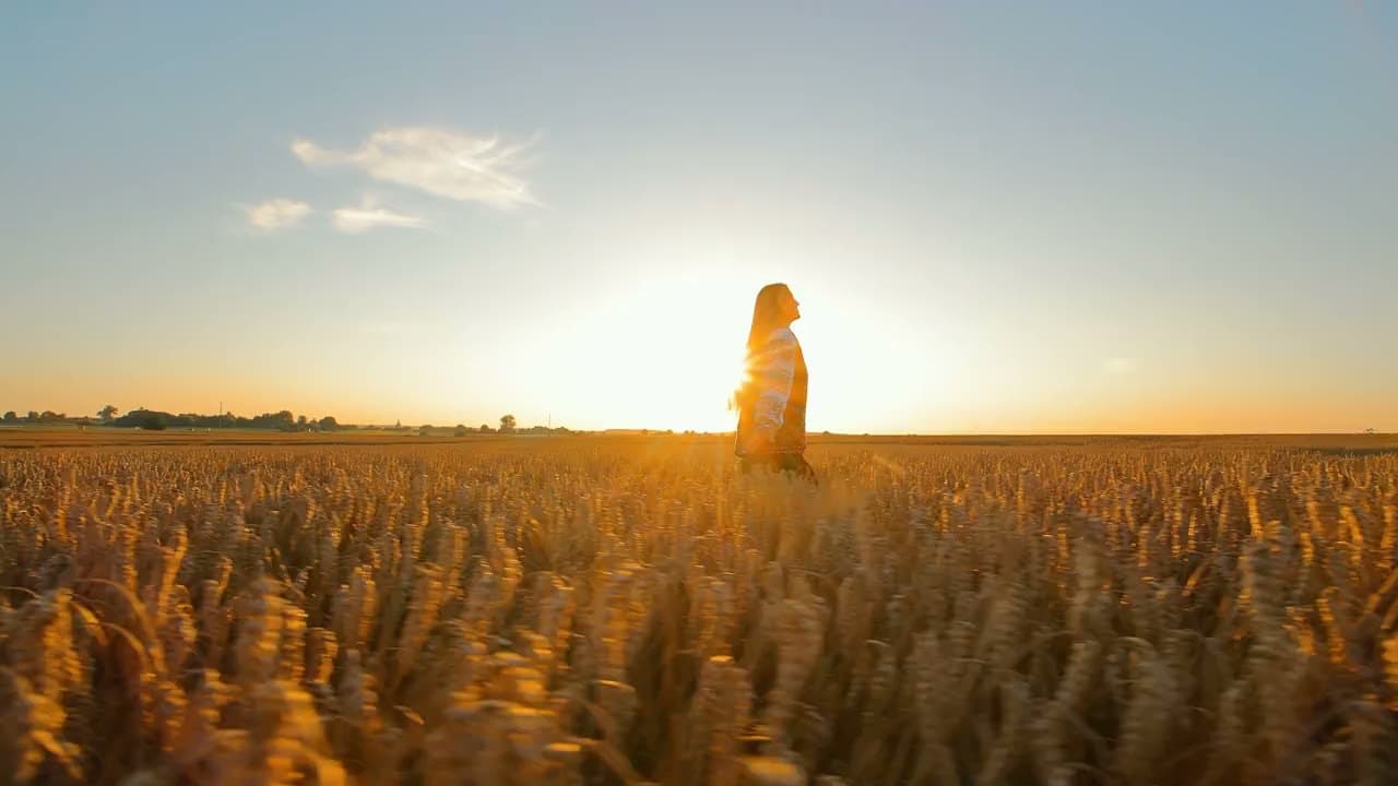 A walk through the oat field at golden hour